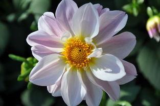 有花 在线观看,浪漫邂逅，情感之旅